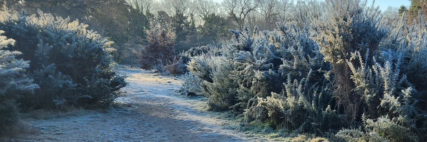 A frosted path curving between gorse bushes on Oxshott Heath, early on a still winter morning.