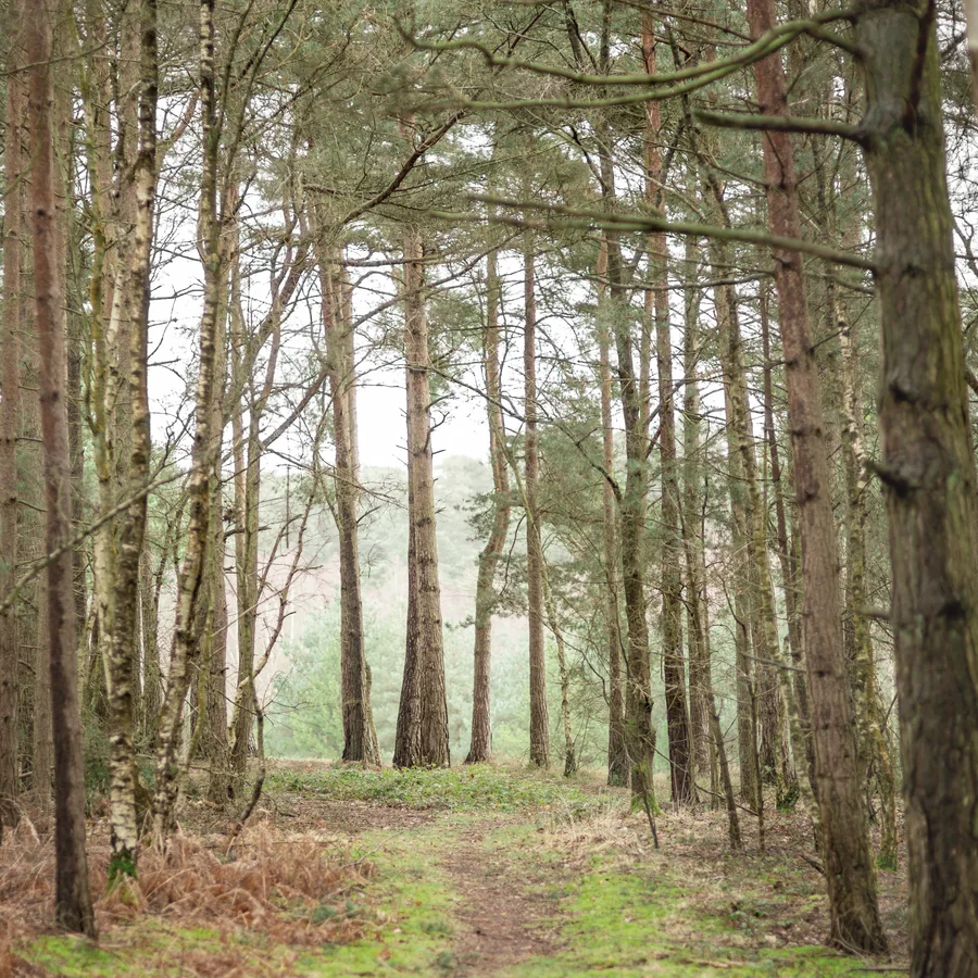 A narrow grass path winding through tall pines.